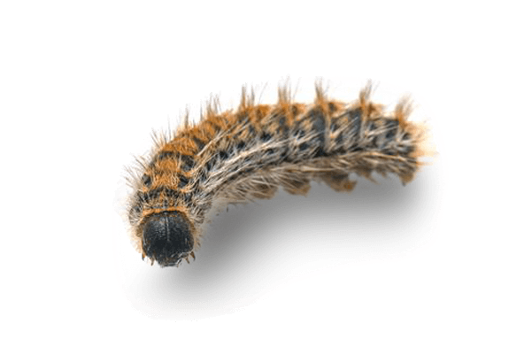 chenille processionnaire