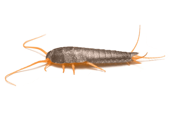 poisson d'argent