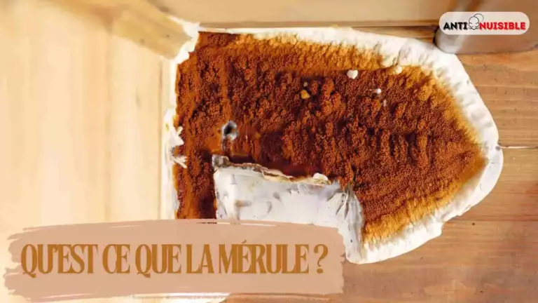 la m&eacute;rule
