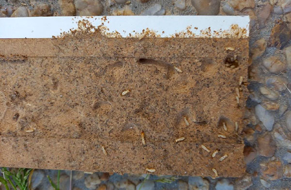 termites morceau de bois agglom&eacute;r&eacute;