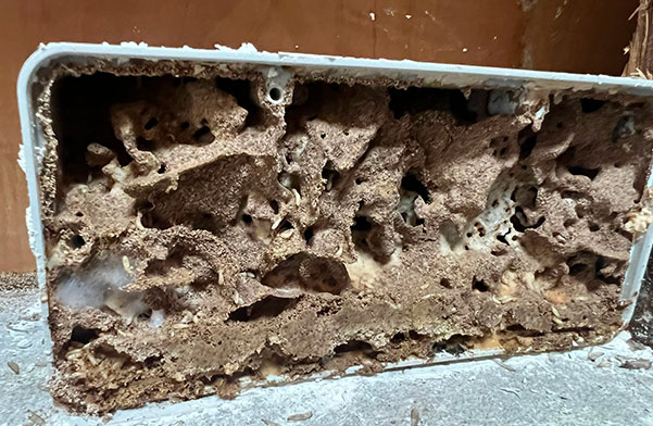 termites dans boite électrique