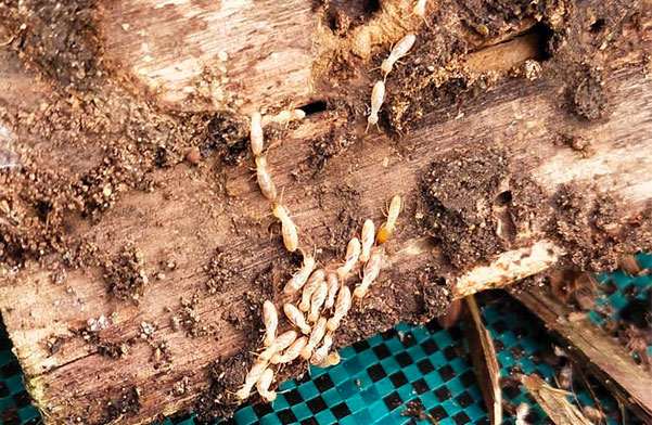termites charpente en bois