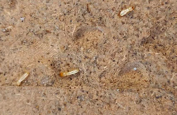 termites infestation maison diagnostic