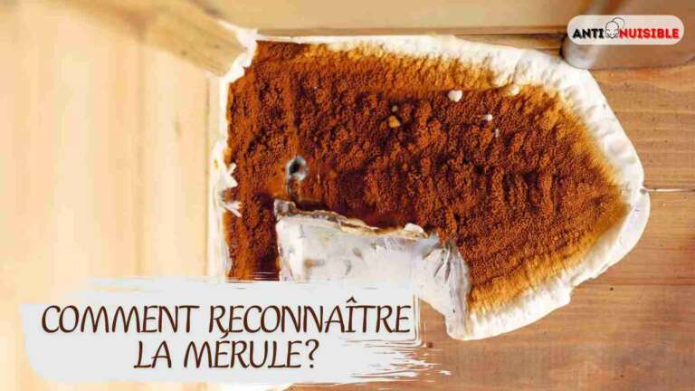 photo de m&eacute;rule