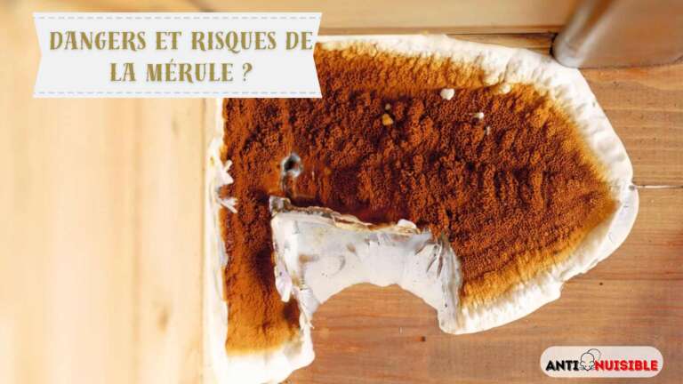 photo de m&eacute;rule