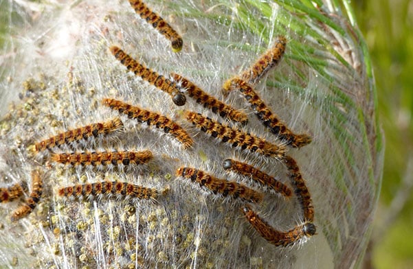chenilles processionnaires du pin