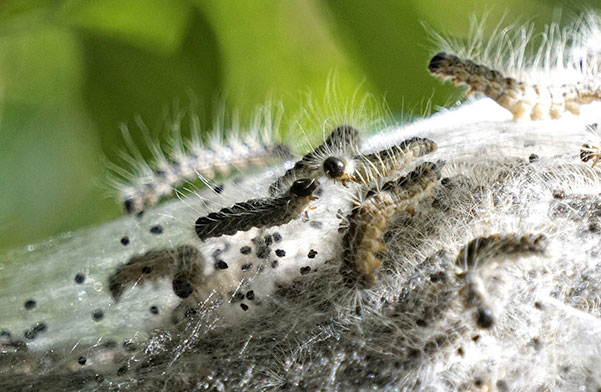 Macro d'une colonie de chenilles processionnaires