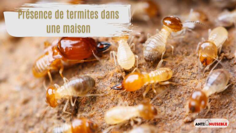termite