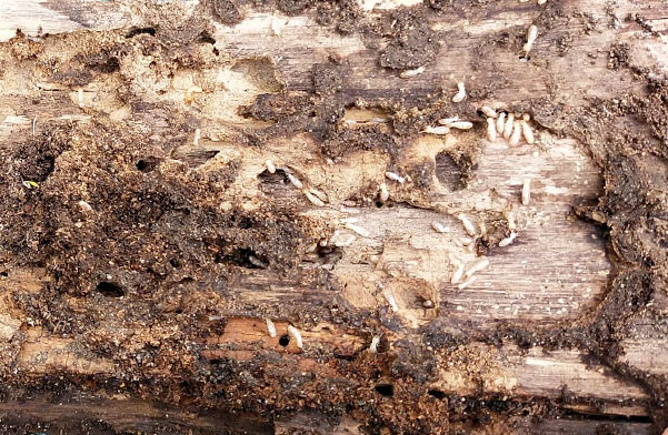 termite jardin buche chauffage