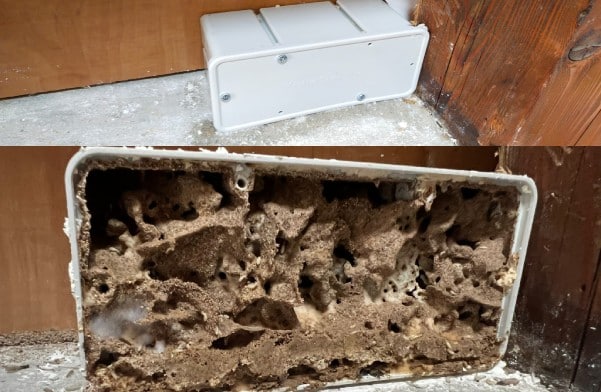 Nid de termite dans un boitier &eacute;lectrique