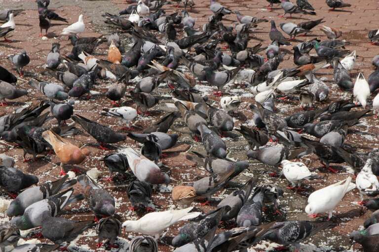pigeons