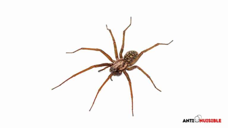 Araign&eacute;es : prise en charge assurance habitation