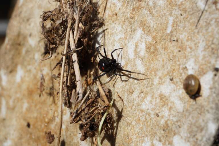 Araign&eacute;e Veuve Noire