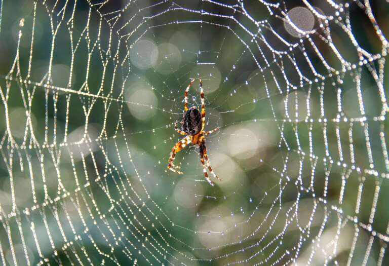 Araign&eacute;e Toile Jardin