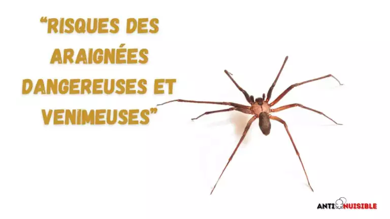 Araign&eacute;es : prise en charge assurance habitation