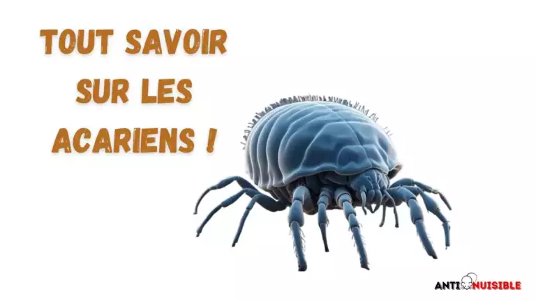 Tout savoir sur les acariens !