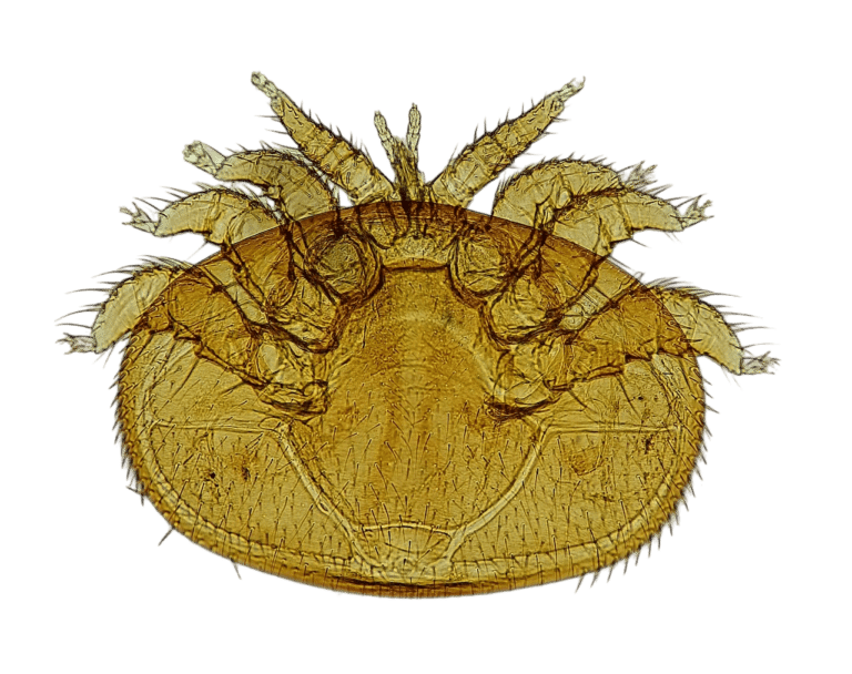Vue microscopique d'acarien 2