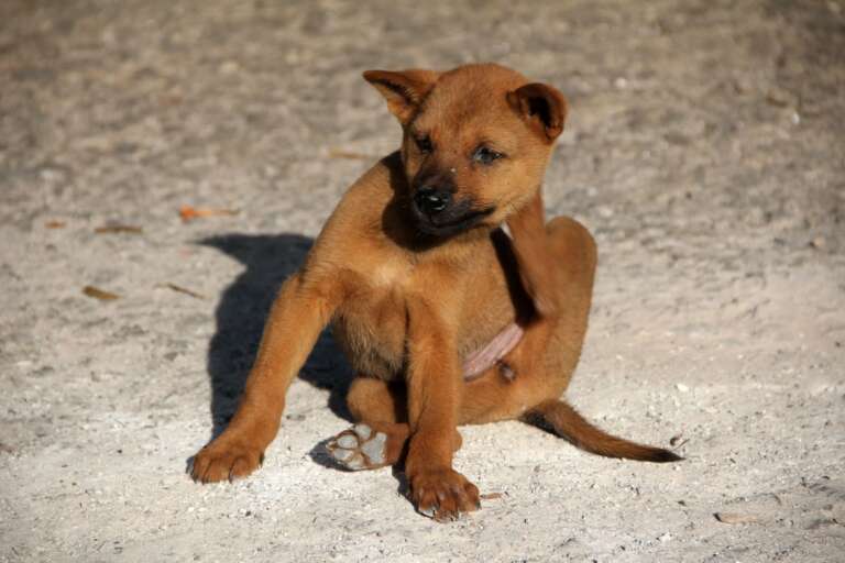 Chien souffrant de d&eacute;mangeaisons, probablement li&eacute;es &agrave; des puces