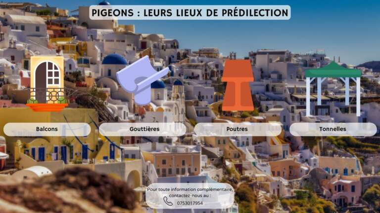 Pigeons : Leurs lieux de pr&eacute;dilection