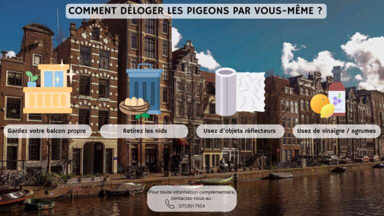 Comment d&eacute;loger les pigeons par vous-m&ecirc;me ?