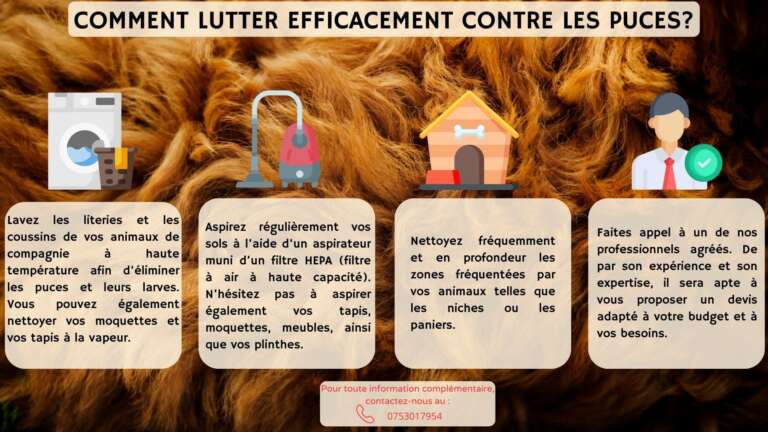 Ces petits gestes vous aideront &agrave; lutter contre les puces !
