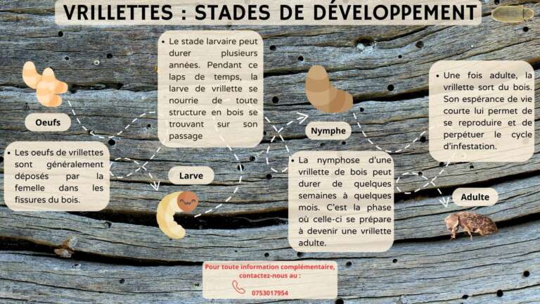 Sch&eacute;ma illustrant le cycle de vie de la vrillette, de l'oeuf &agrave; l'adulte