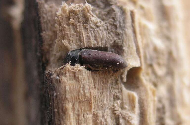 Macro d'une vrillette adulte sur du bois