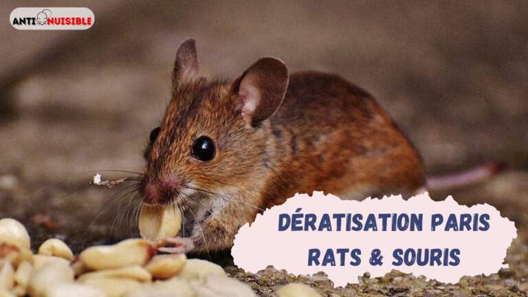 D&eacute;ratisation &agrave; Paris - Gestion des souris