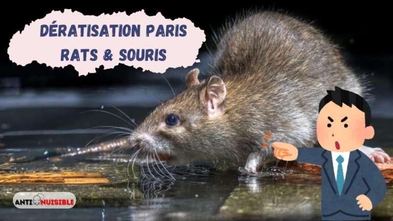 D&eacute;ratisation &agrave; Paris - Intervention contre les rats