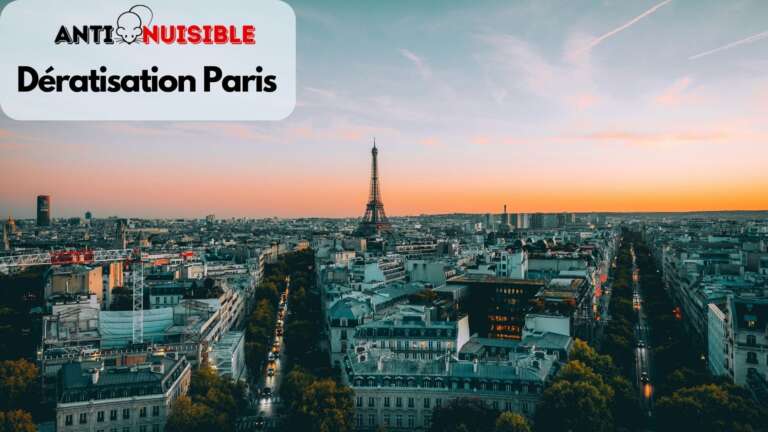 D&eacute;ratisation sur Paris et sa banlieue Intervention Anti Nuisible