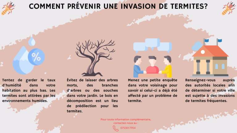 Traitement Termite Illu-v2