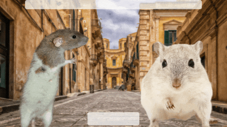 Comment diff&eacute;rencier un rat d'une souris ?