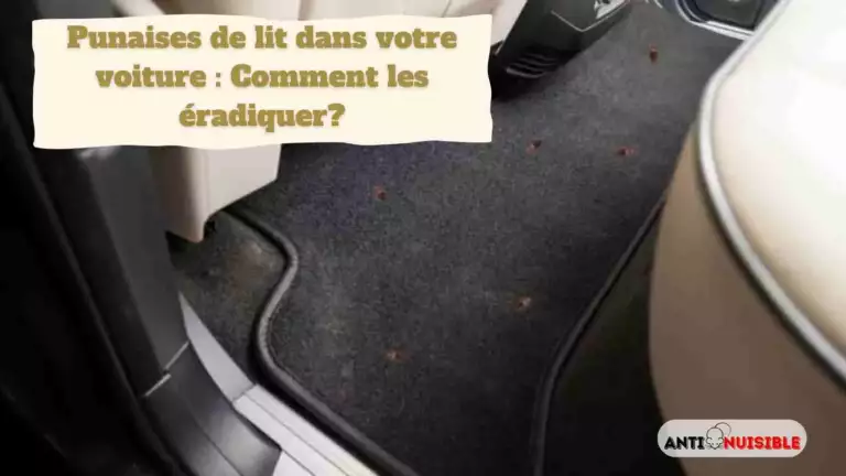 Punaises de lit dans votre voiture : Comment les &eacute;radiquer ?