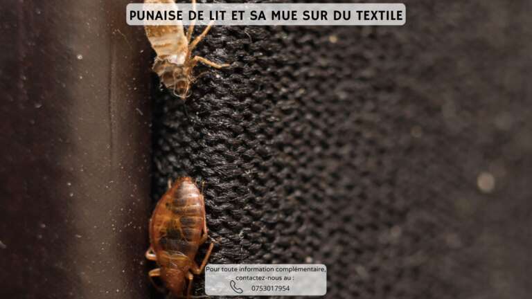 Punaise de lit sur un v&ecirc;tement