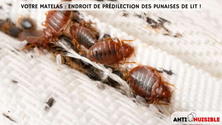 Punaises de lit sur un matelas