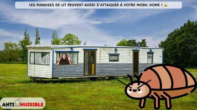 Punaises de lit mobil home