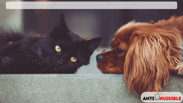 Punaises de lit sur un chien et un chat