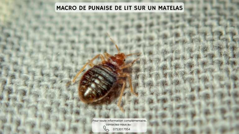 Macro de punaise de lit sur un matelas