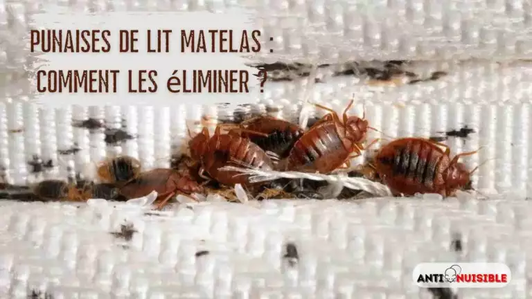Punaises de lit matelas : comment les &eacute;liminer ?