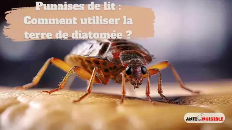 Punaises de lit : Comment utiliser la terre de diatom&eacute;e ?