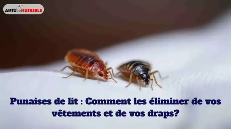 Punaises de lit : Comment les &eacute;liminer de vos v&ecirc;tements et de vos draps