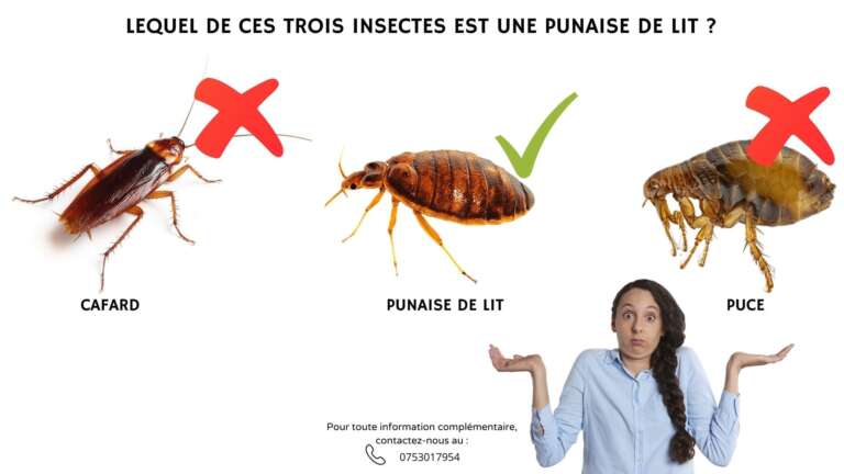 &Agrave; quoi ressemble une punaise de lit ?