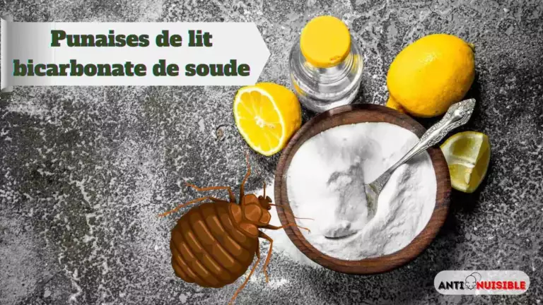 Bicarbonate De Soude Et Punaise De Lit