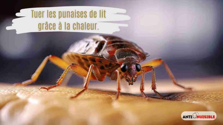 tuer les punaises de lit gr&acirc;ce &agrave; la chaleur