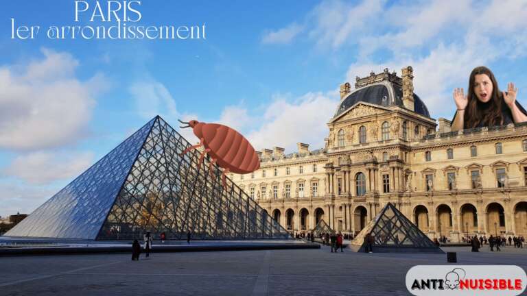 Punaises de lit Louvre Paris 1