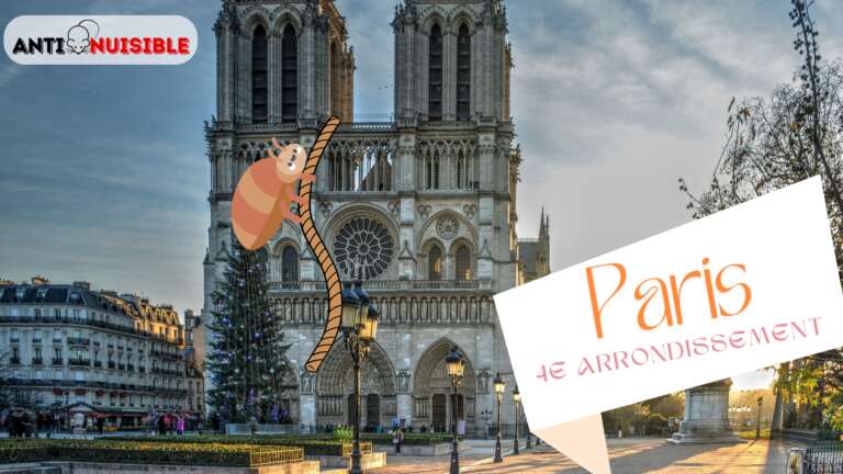 Paris 4 Notre Dame Punaise de lit
