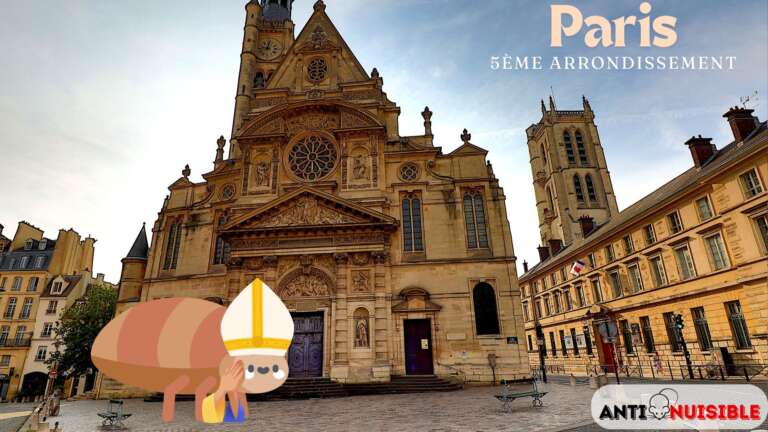 Punaise &agrave; notre dame