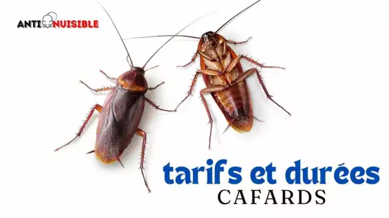 Prix d&eacute;sinsectisation cafards - Tarifs et dur&eacute;es