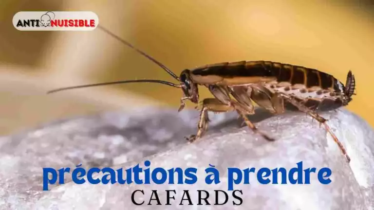 Prix d&eacute;sinsectisation cafards - Pr&eacute;cautions