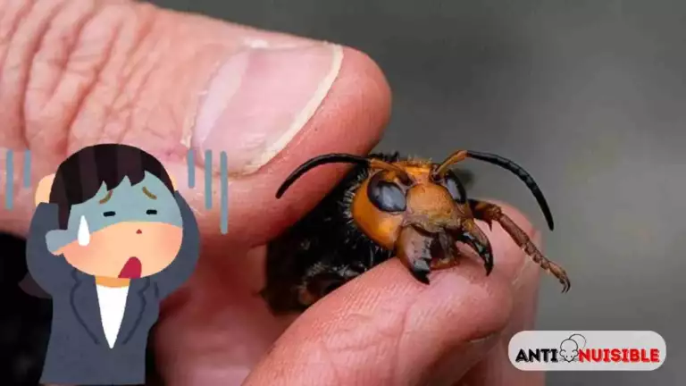 nid de frelons vu de pr&egrave;s